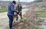 Yaşlanmaya karşı öneriliyor! Zonguldak`ta yer elmasının hasadına başlandı