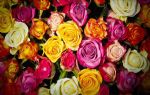 Anneler Günü için Türkiye`den Avrupa`ya 70 milyon dal çiçek gitti