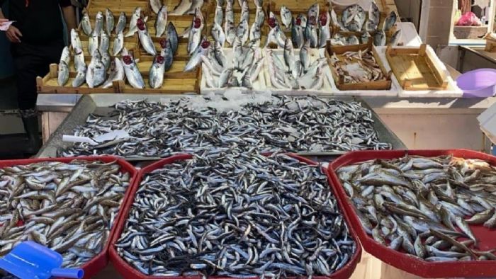 Zonguldak`ta hamsiler balık tezgahlarını süslüyor