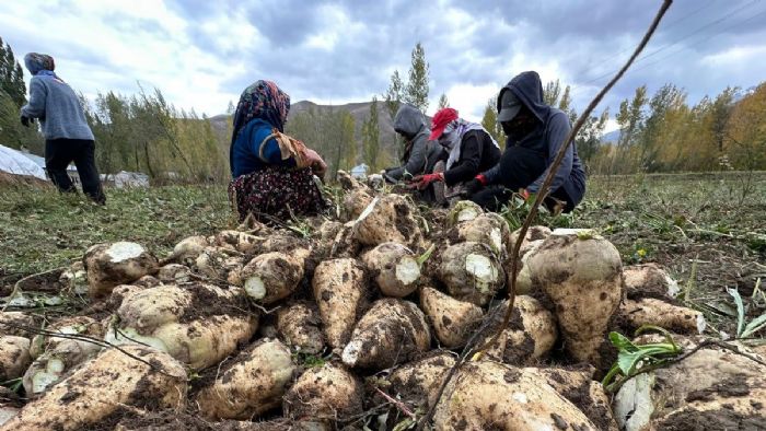 Çiftçiler desteklenecek! Yüksekova`da 30 yıl aradan sonra şeker pancarı hasadı