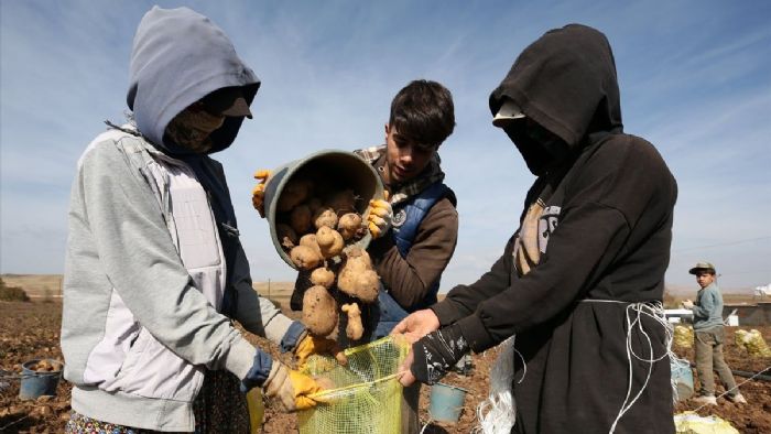 Mevsimlik tarım işçileri işbaşında! Bitlis`te tohumluk patates hasadı başladı