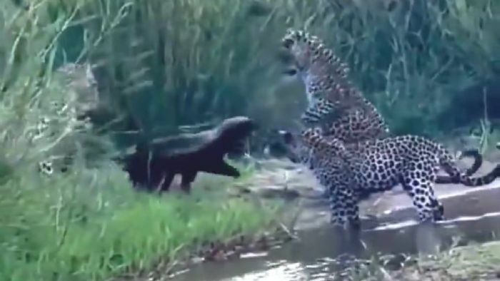 Üç leoparla savaşan bal porsuğu