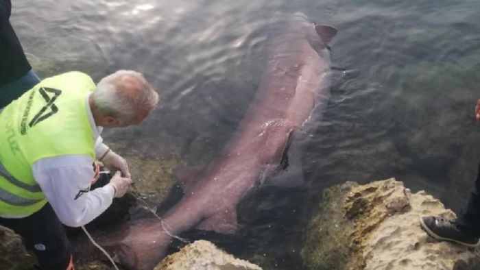 Mersin`de 4 metrelik camgöz köpek balığı kıyıya vurdu