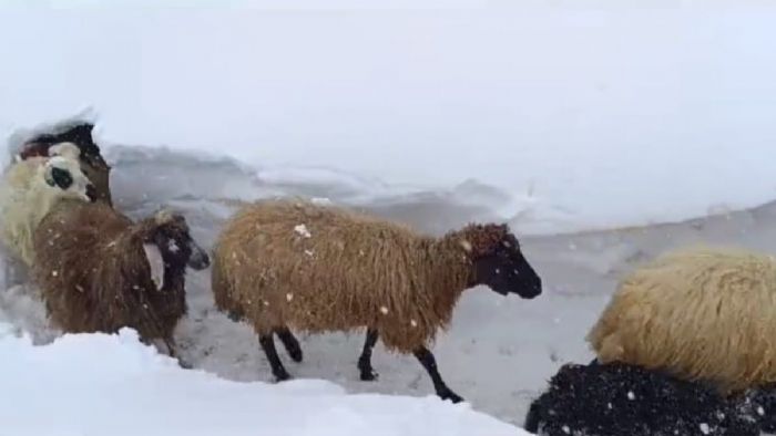 Van`da kar 1 metreyi geçti! Hayvanlar ahırlara kardan tünelle ulaştı