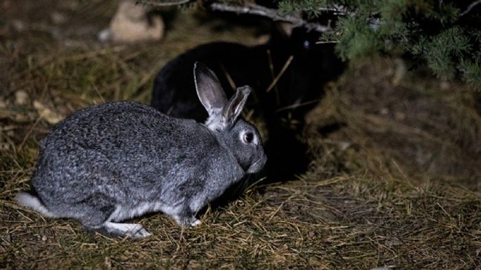 Ankara`da 50`ye yakın evcil tavşan yola bırakıldı