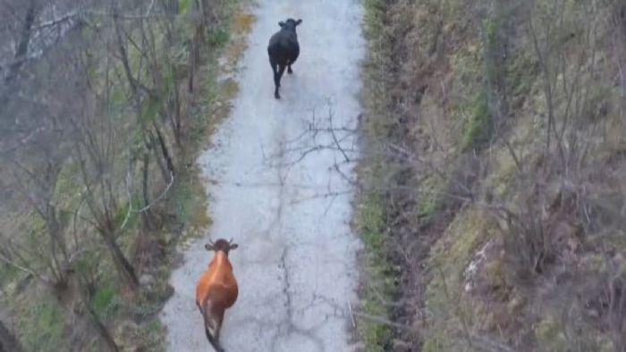 Giresun`da otlayan inekleri drone ile ahıra getirdi