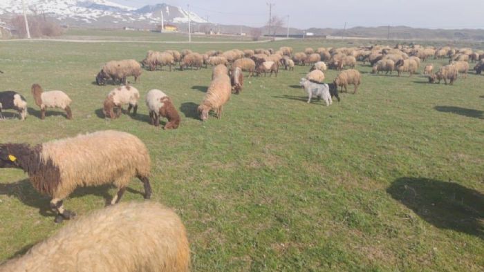 Bitlis`te kar kalktı: Koyunlar meralara çıkarıldı