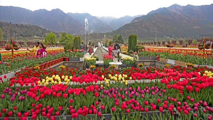 Asya`nın en büyük lale bahçesi, Hindistan`da ziyarete açıldı
