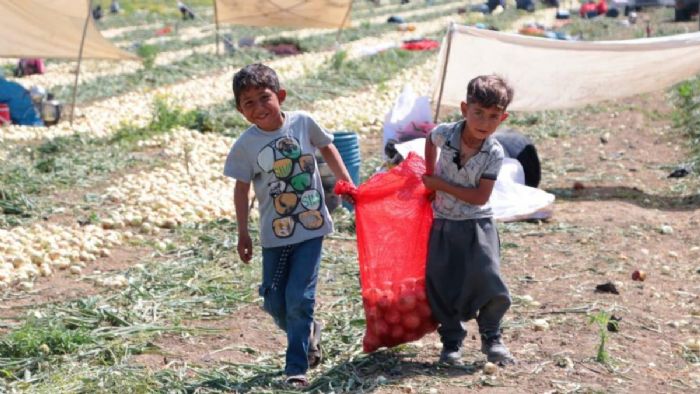 Adana`da tarım işçilerinin çocukları tarlalarda mesai yapıyor