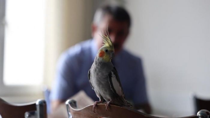 Kırşehir`de Cins adlı papağanın `Ölürüm Türkiyem` melodisini söylediği anlar