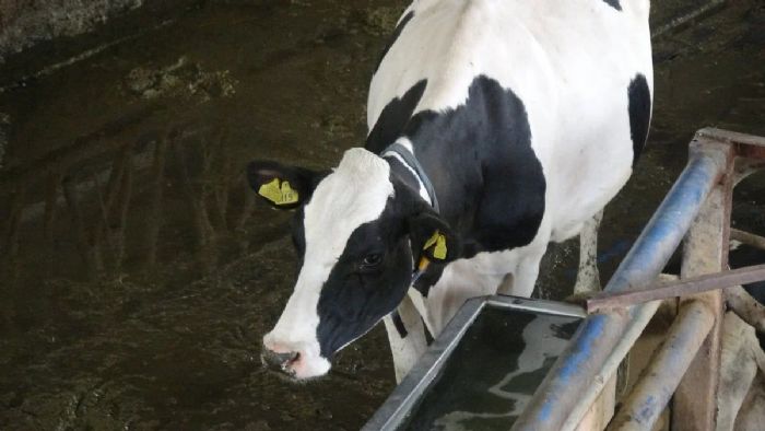 Burdur`da Türk müziğinin ineklerin süt verimini artırdığı akademik olarak ispatlandı
