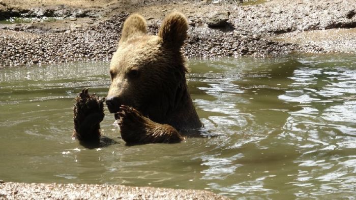 Bursa`da koruma altındaki ayıların havuz sefası