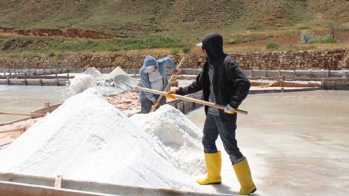 Sivas`ta 84 mineralli Fadlum tuzunun hasadına başlandı