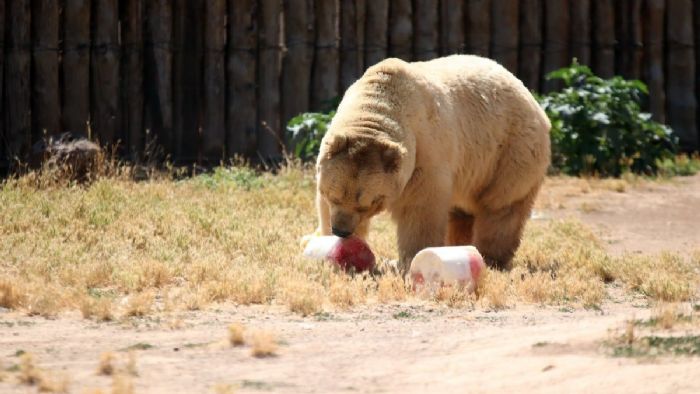 Kayseri`de ayılara buzlu kokteyl