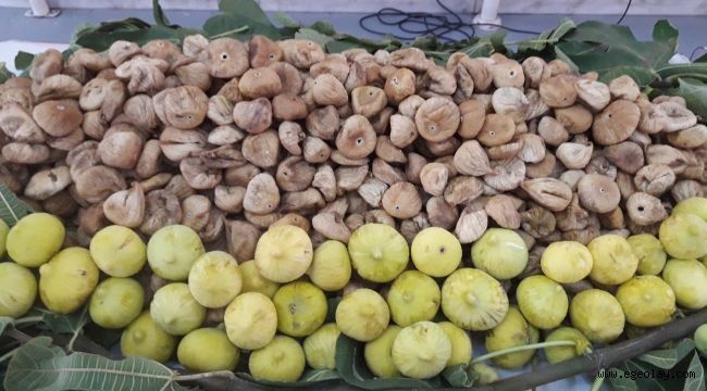 Kuru incirin ihracat yolculuğu 15 Ekim?de başlayacak