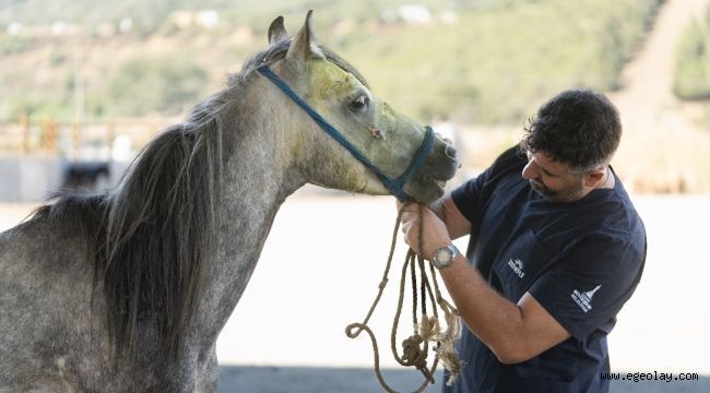 Pako?da bakılan binek hayvanlar sahiplendiriliyor