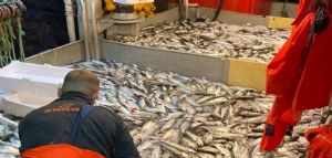 Balıkesir Erdek`te 10 bin lüfer balığı yakalandı