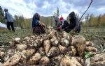 Çiftçiler desteklenecek! Yüksekova`da 30 yıl aradan sonra şeker pancarı hasadı
