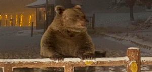 Uludağ`da kış uykusuna yatamayan ayılar