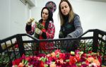 Çiçek üreticilerinin 14 Şubat mesaisi: Dünyadaki sevgililere 70 milyon dal Türk çiçeği