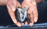 Şanlıurfa`da yetişen balıklar ihracata gidiyor