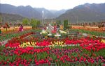 Asya`nın en büyük lale bahçesi, Hindistan`da ziyarete açıldı